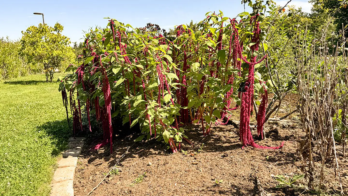 Maison jumelle à vendre - 1000 Lausanne 25 - Photo 2
