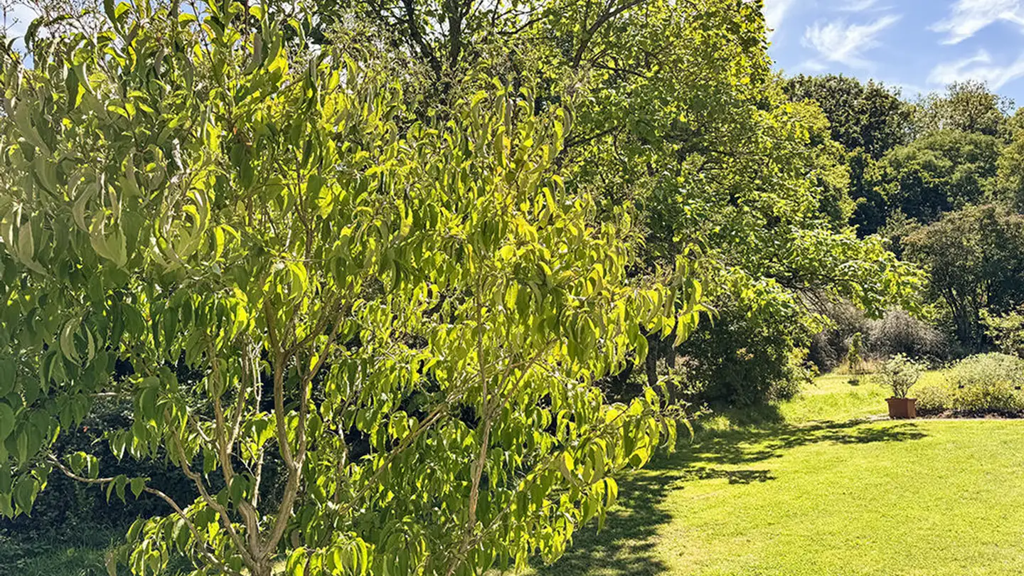 Maison jumelle à vendre - 1000 Lausanne 25 - Photo 3