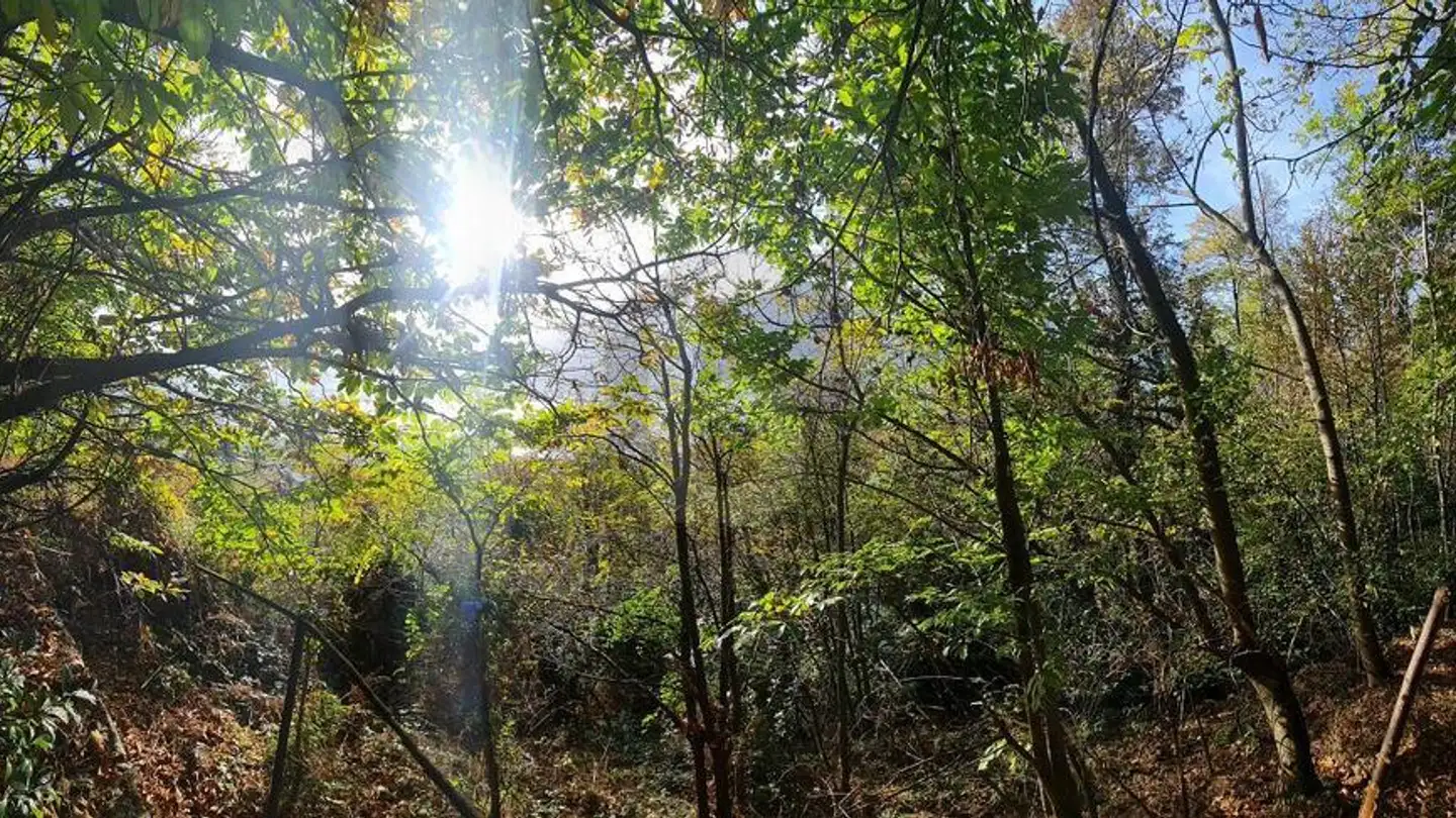 Terrain constructible à vendre - 6644 Orselina