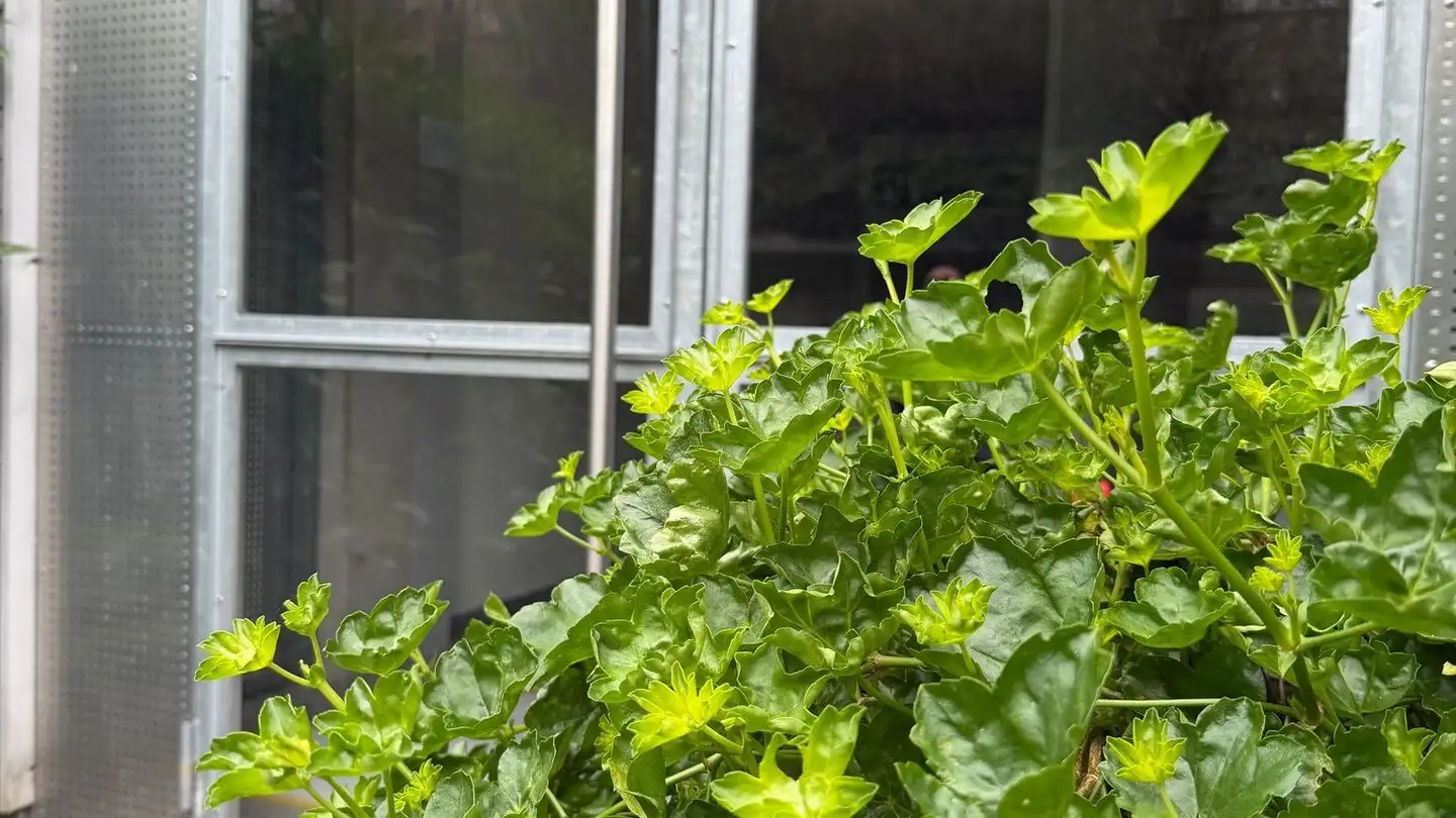 Wohnung mieten - Luzernerstrasse 216, 6402 Merlischachen - Foto 2