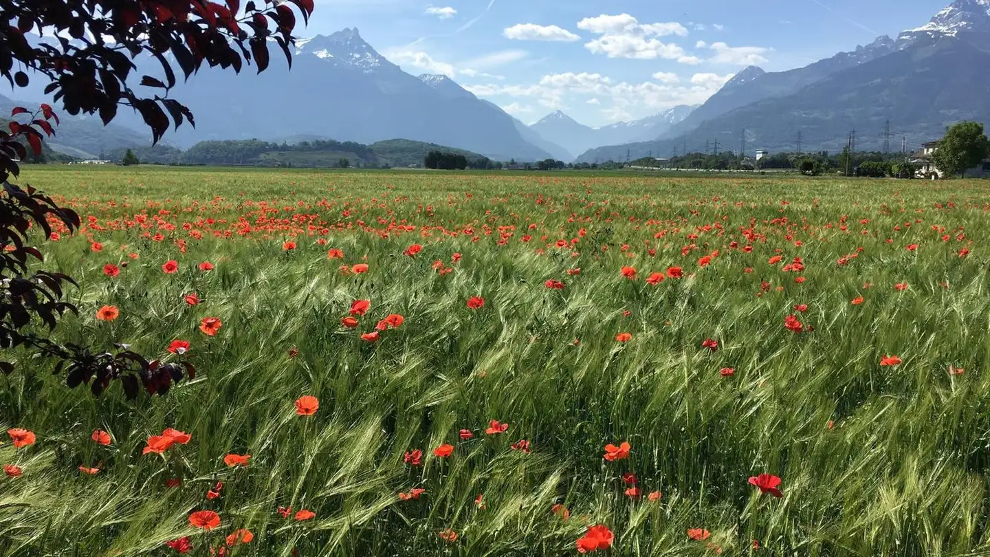 Penthouse for sale - 1860 Aigle - Photo 2