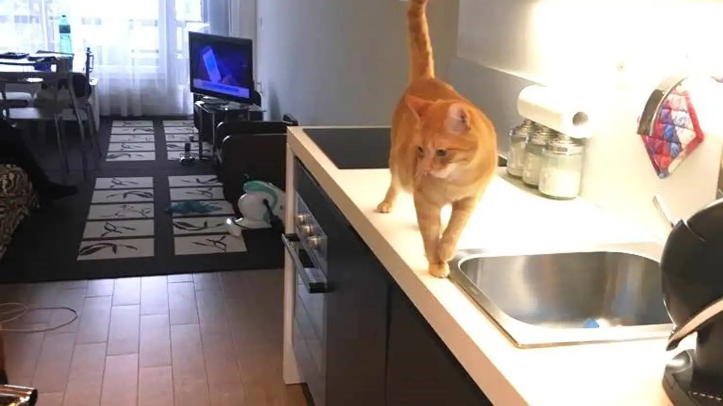 Apartment for rent - 6900 Lugano - Photo 2