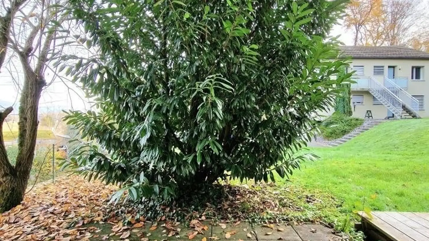 Appartamento in affitto - Erzgrubenweg 11, 5000 Aarau - Photo 4