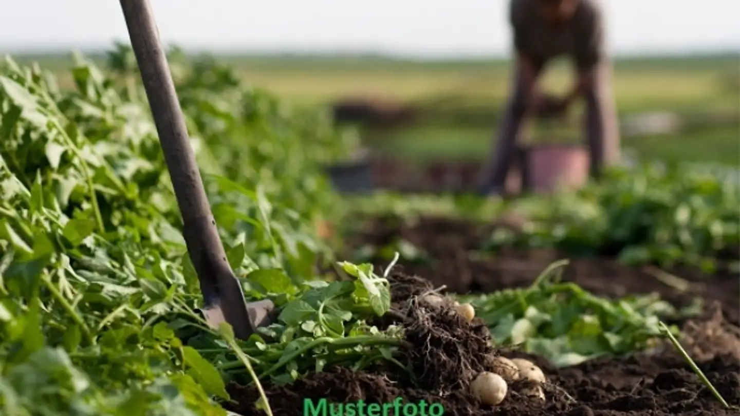 Bien immobilier à vendre - Chemin De Chalamont, 1434 Ependes VD