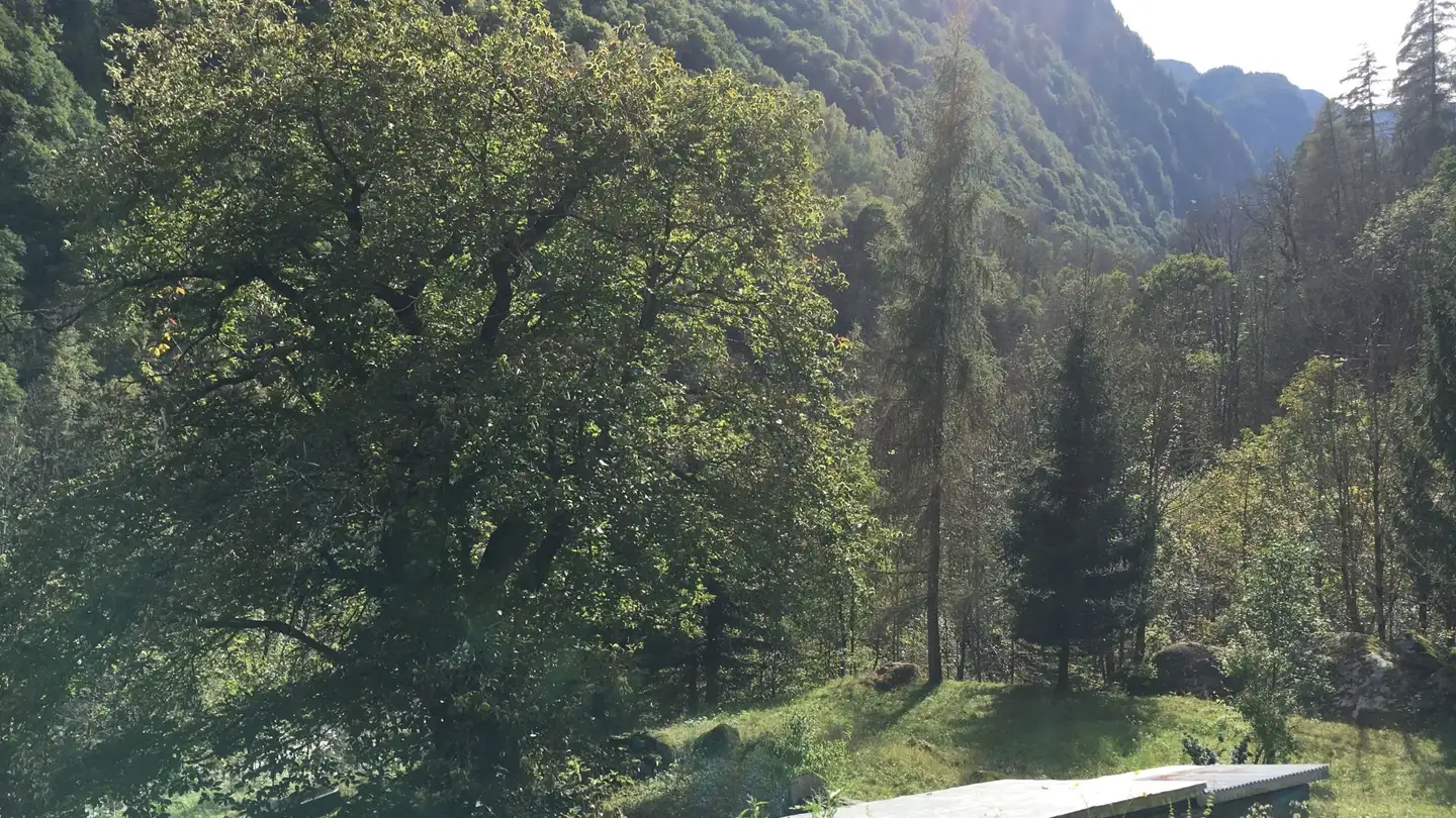 Atelier à vendre - 6683 Cerentino - Photo 3