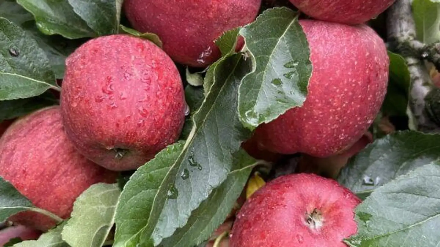 Commerciale in vendita - 3073 Gümligen - Foto 4