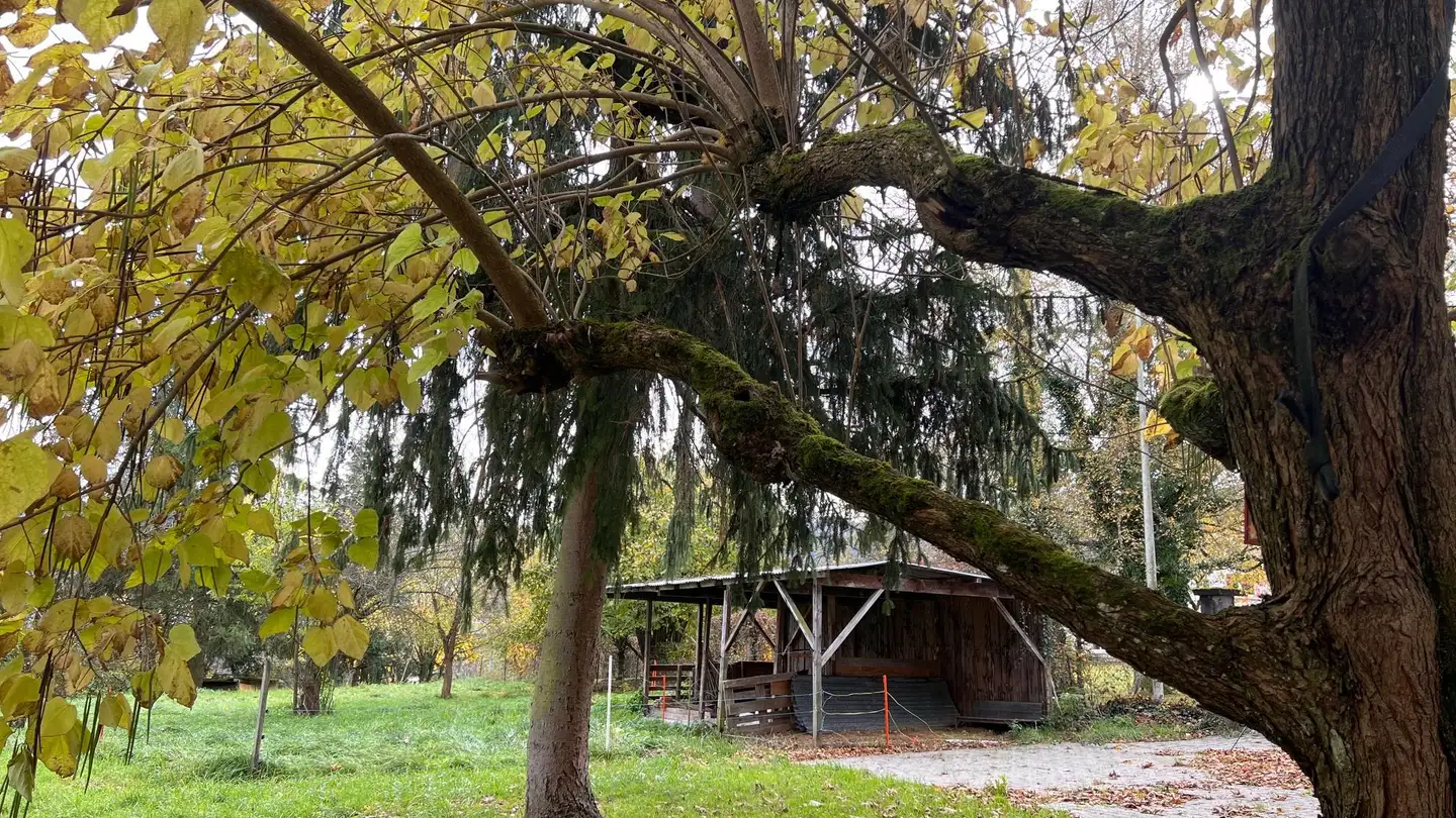 Bauland kaufen - 2902 Fontenais - Foto 4