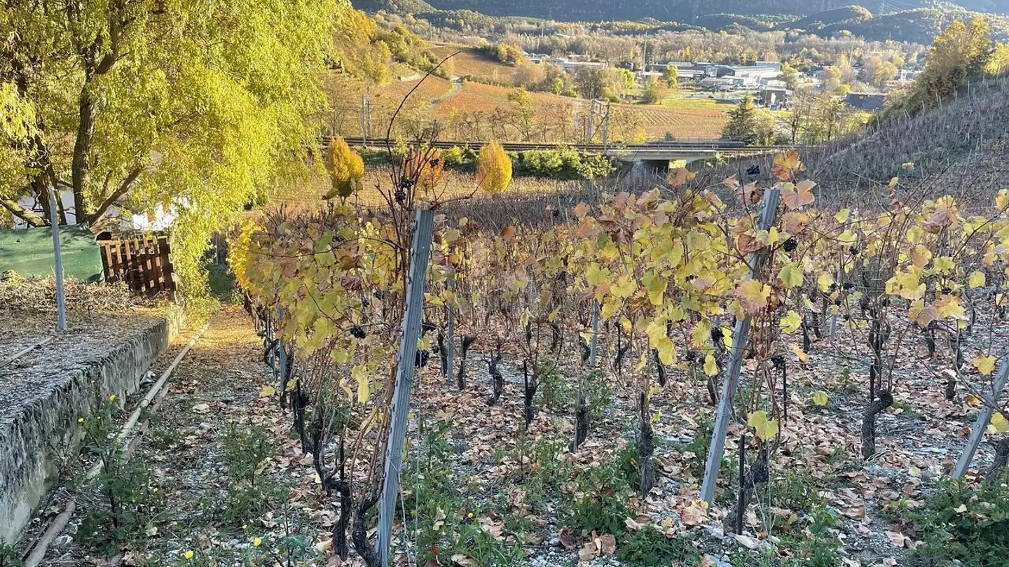 Terreno edificabile in vendita - 3970 Salgesch - Photo 4