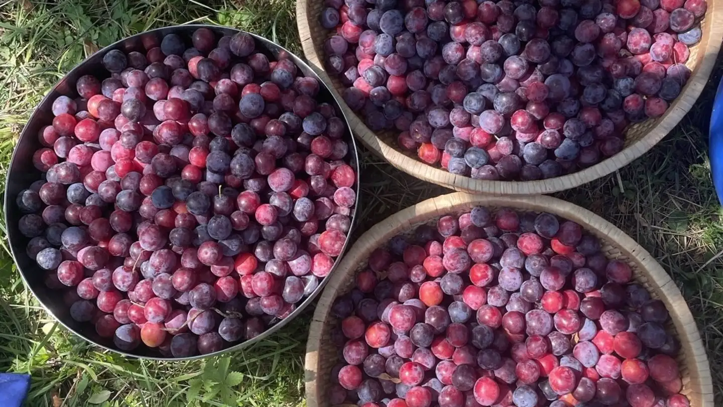 Zimmer mieten - 8400 Winterthur - Foto 3