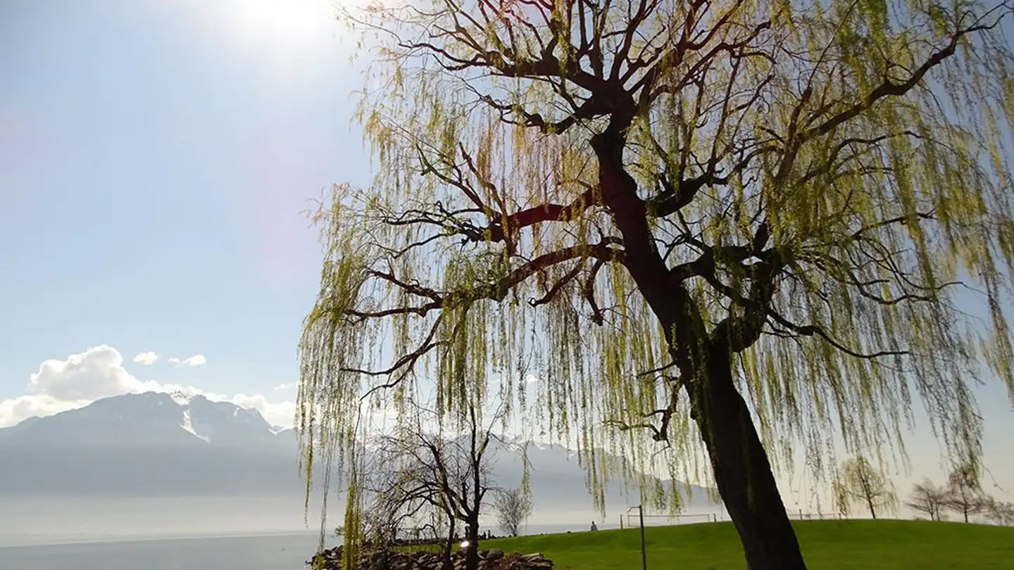 Appartement à vendre - 1815 Clarens