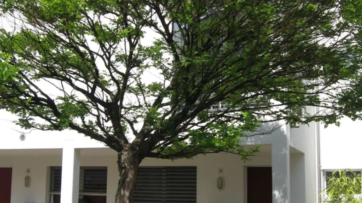 Appartamento in affitto - Hauptstrasse 56, 4302 Augst BL - Photo 2