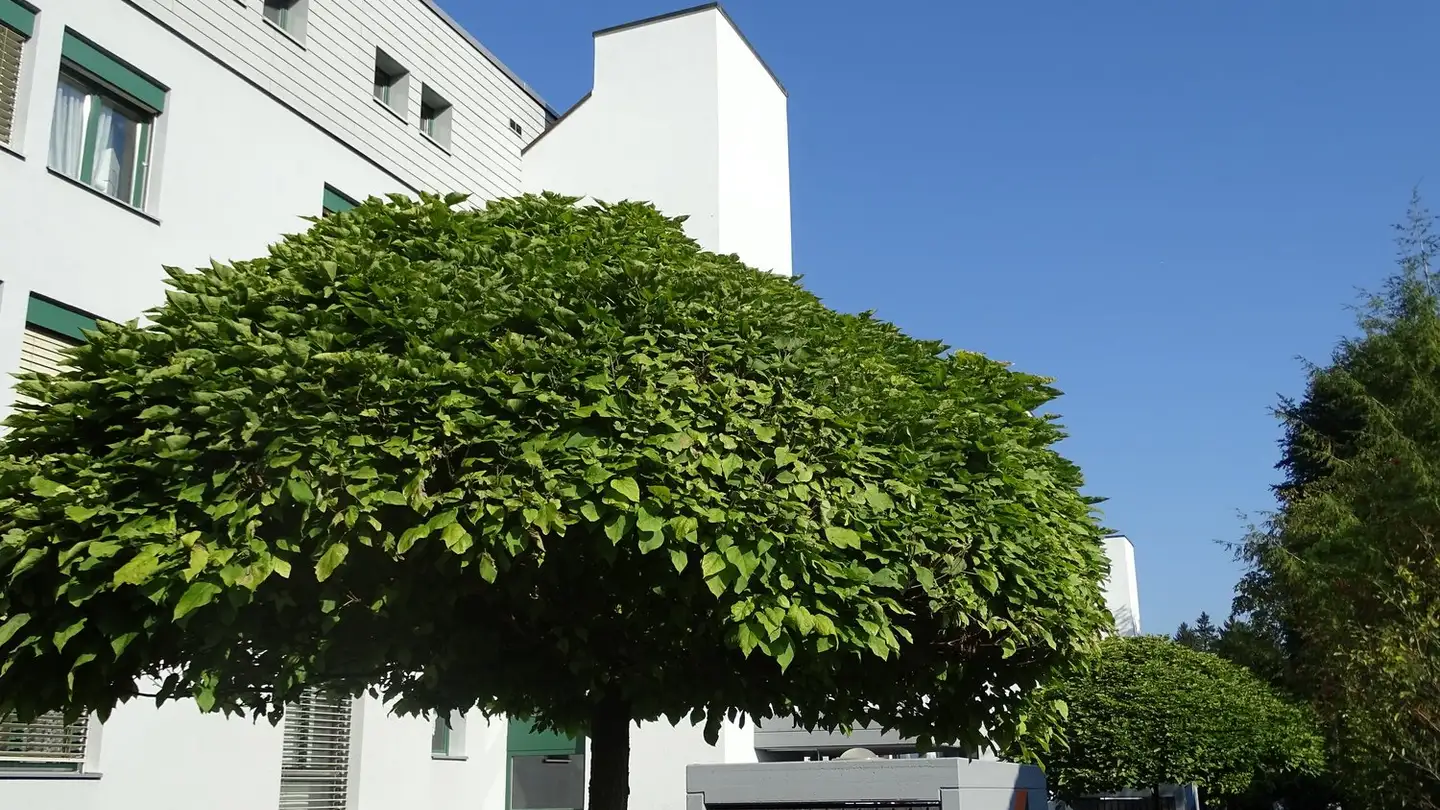 Place de parking extérieure à louer - Reutlingerstrasse 10, 5000 Aarau
