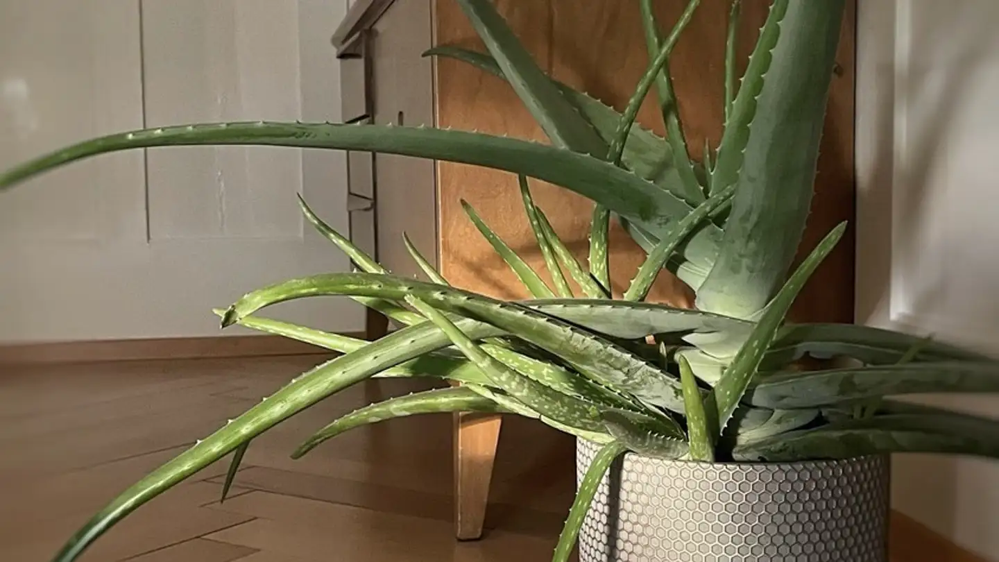 Zimmer mieten - 9000 St. Gallen - Foto 4