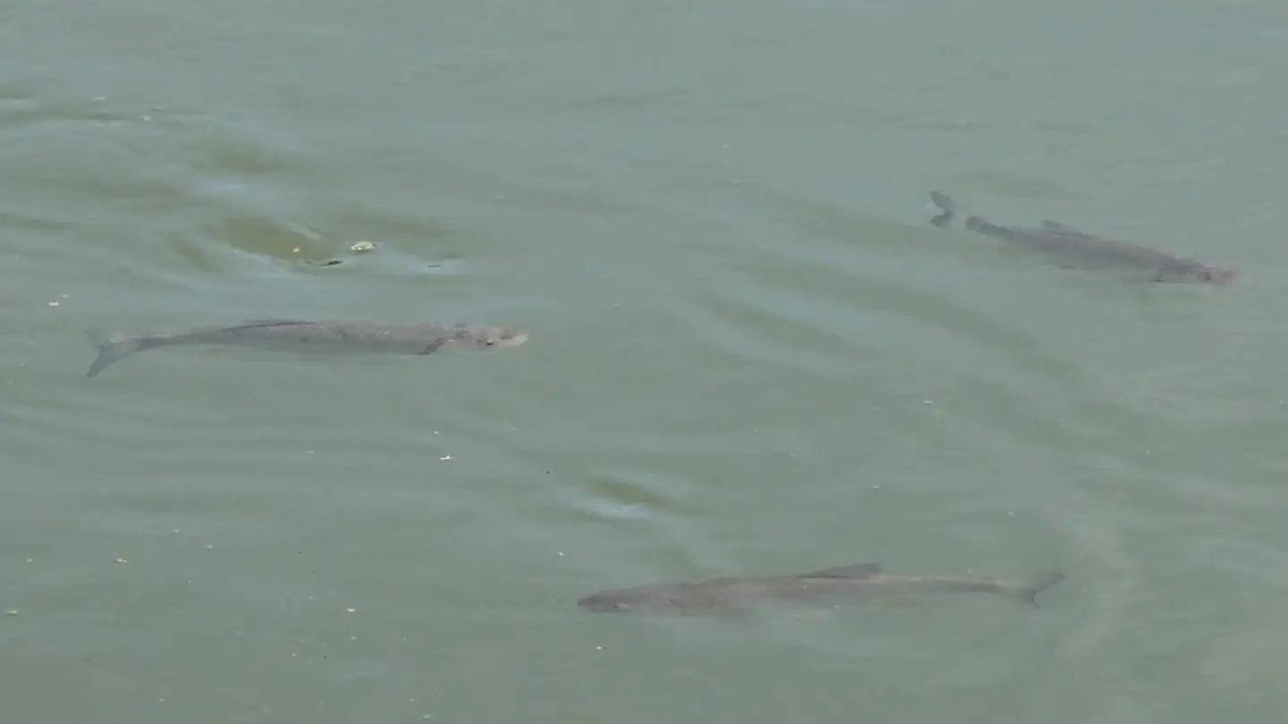 Einfamilienhaus kaufen - 4657 Dulliken - Foto 2