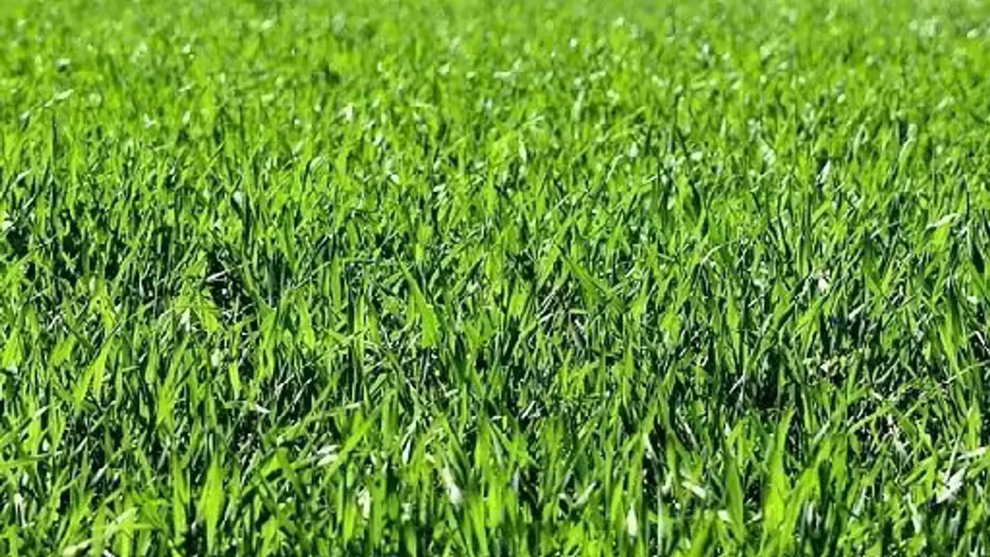 Terrain constructible à vendre - 6850 Mendrisio