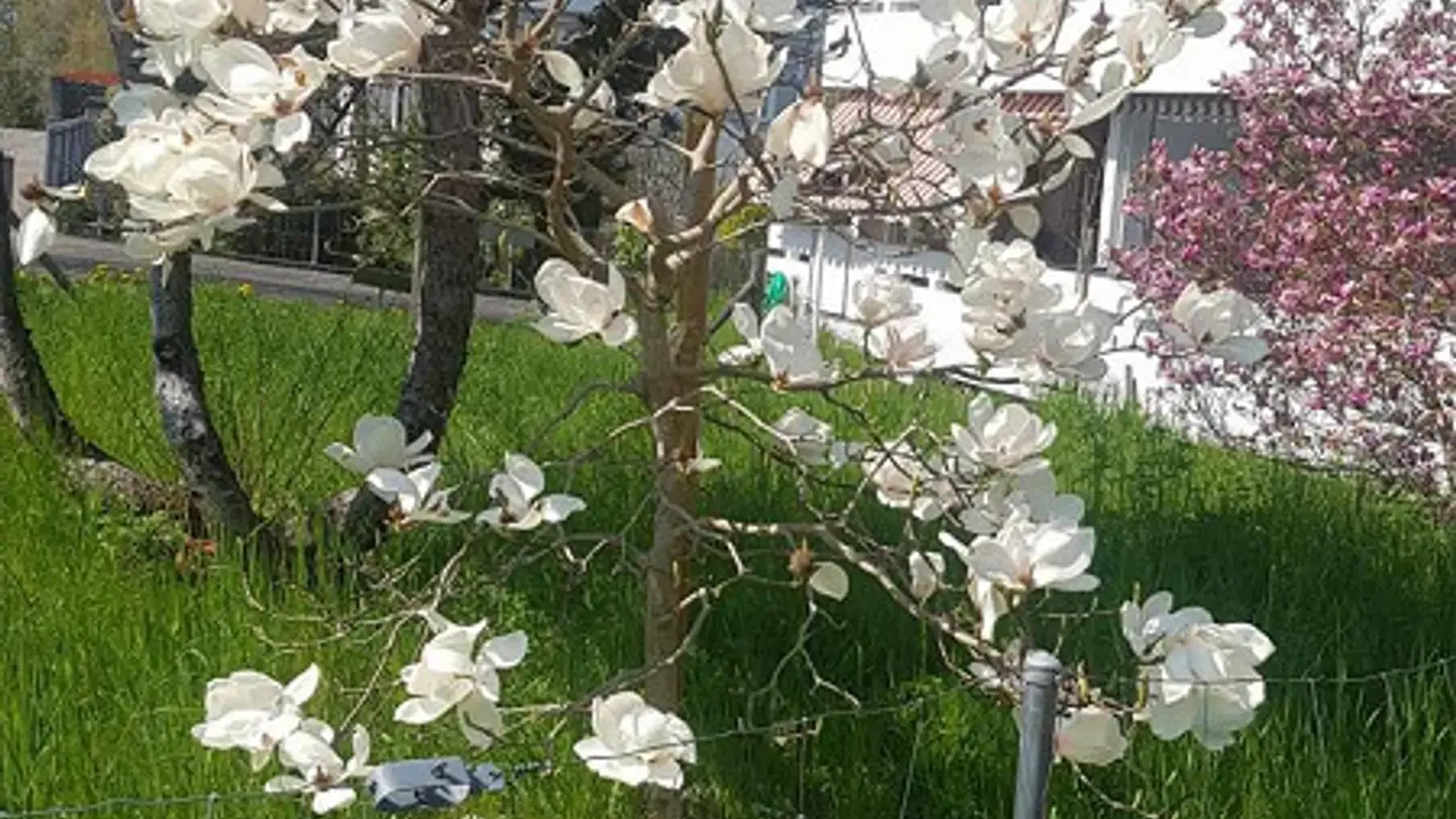 Casa singola in vendita - 8708 Männedorf - Photo 4