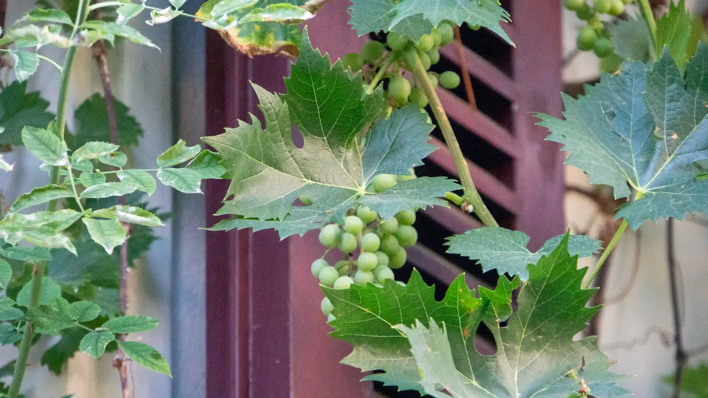 Einfamilienhaus kaufen - Eichmattweg, 3007 Bern - Foto 2