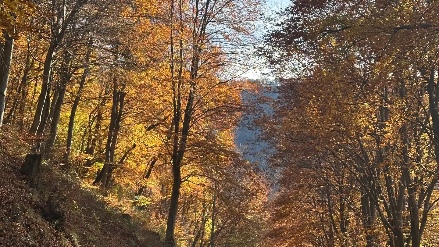 Einfamilienhaus kaufen - Cimadera, 6959 Cimadera - Foto 3