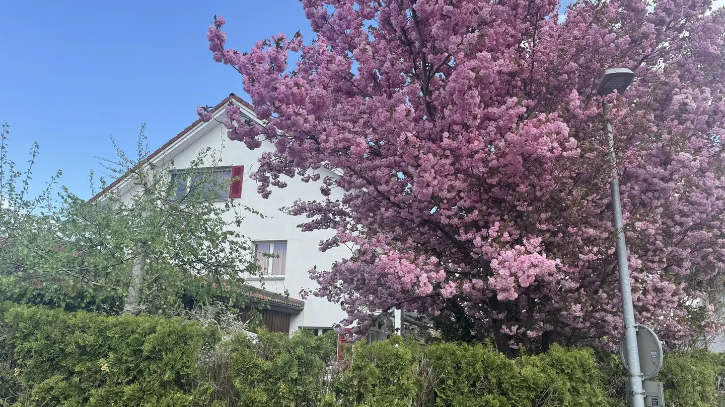 Casa singola in affitto - Schönbühl 9, 8505 Pfyn - Foto 3