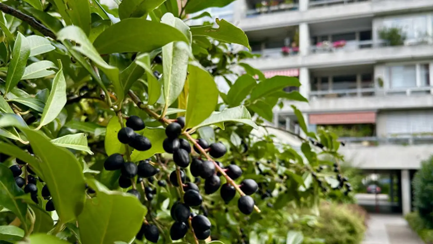 Appartement à louer - Spitalackerstrasse 20, 3013 Bern - Photo 2