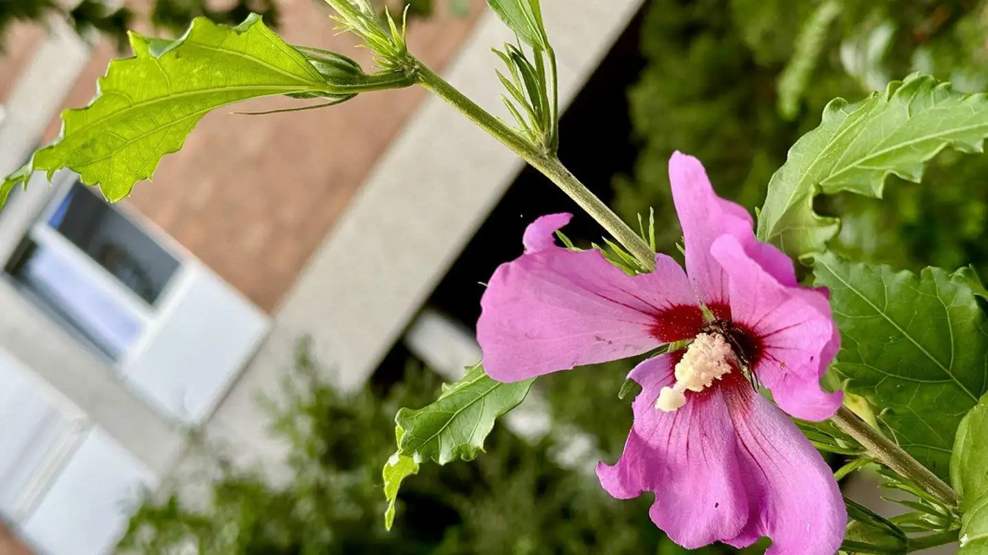 Appartement à louer - Spitalackerstrasse 20, 3013 Bern - Photo 3