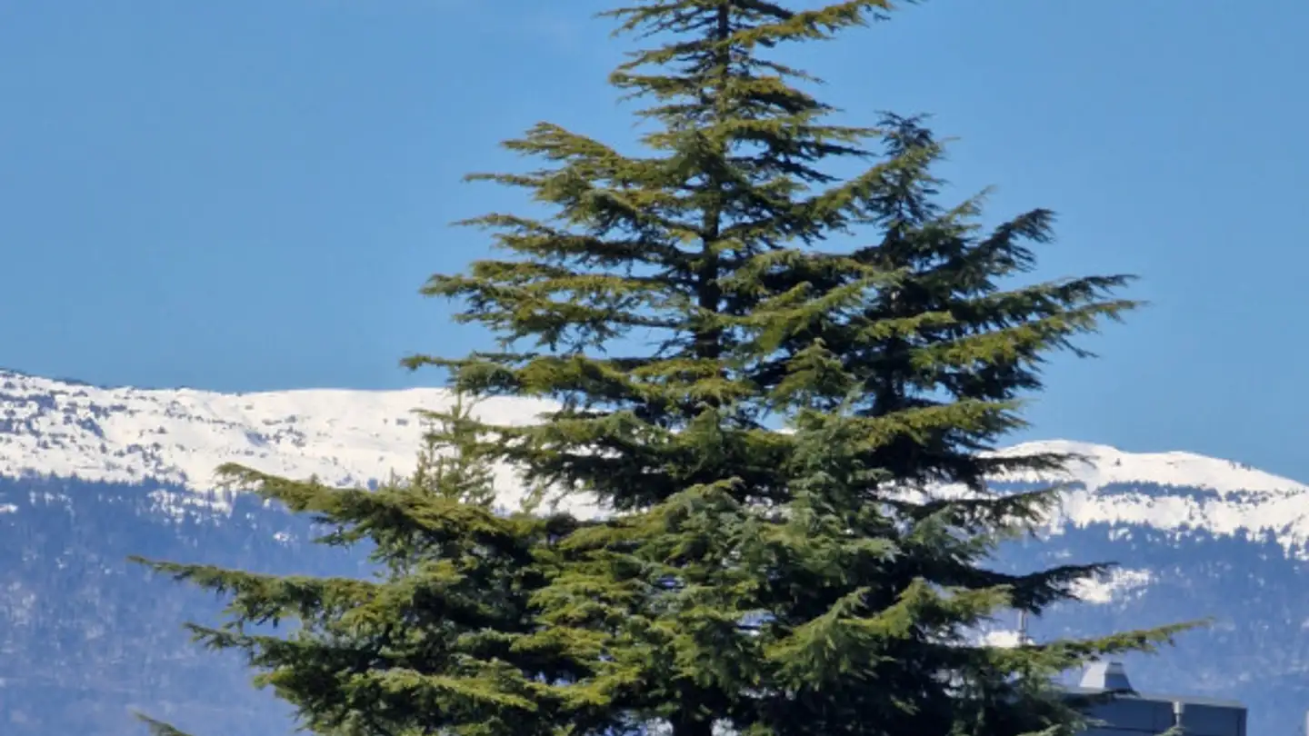 Apartment for sale - 1212 Grand-Lancy - Photo 4