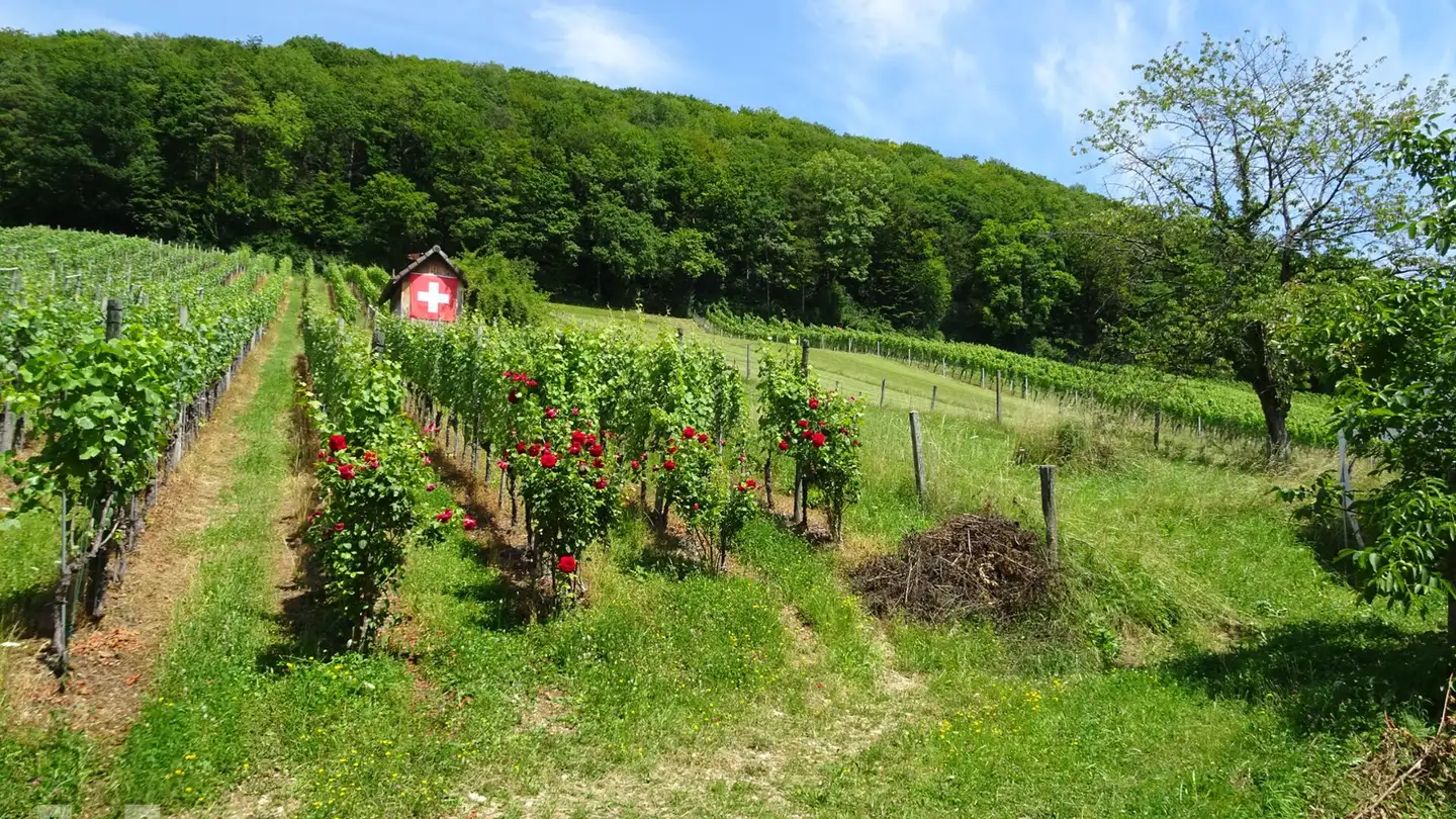 Casa singola in vendita - 5237 Mönthal - Foto 3