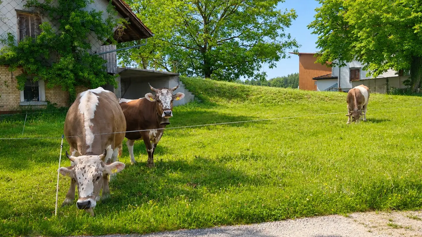 Fattoria in affitto - Bernhausen 9, 9216 Heldswil - Foto 3