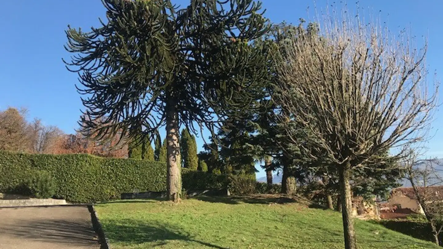 Gewerbebaugrundstück kaufen - 6855 Stabio - Foto 3