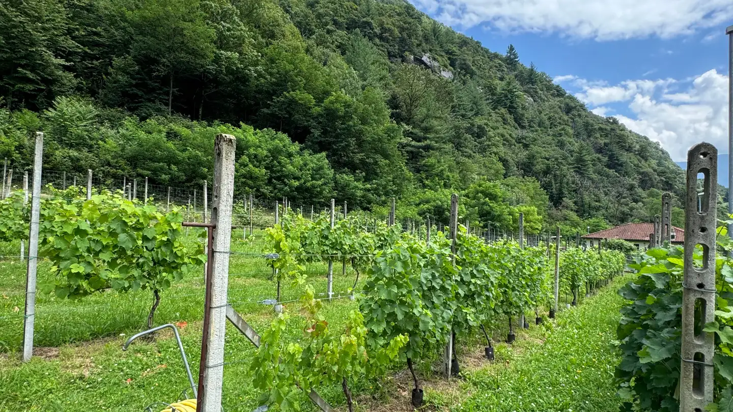 Constructible plot for sale - 6705 Cresciano