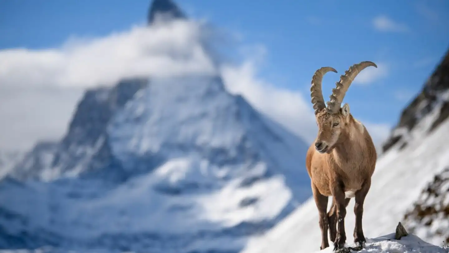 Bauland kaufen - 3920 Zermatt