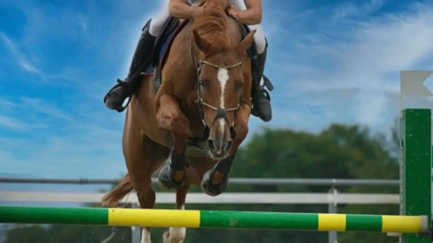 Riding hall for sale - 8266 Steckborn - Photo 4