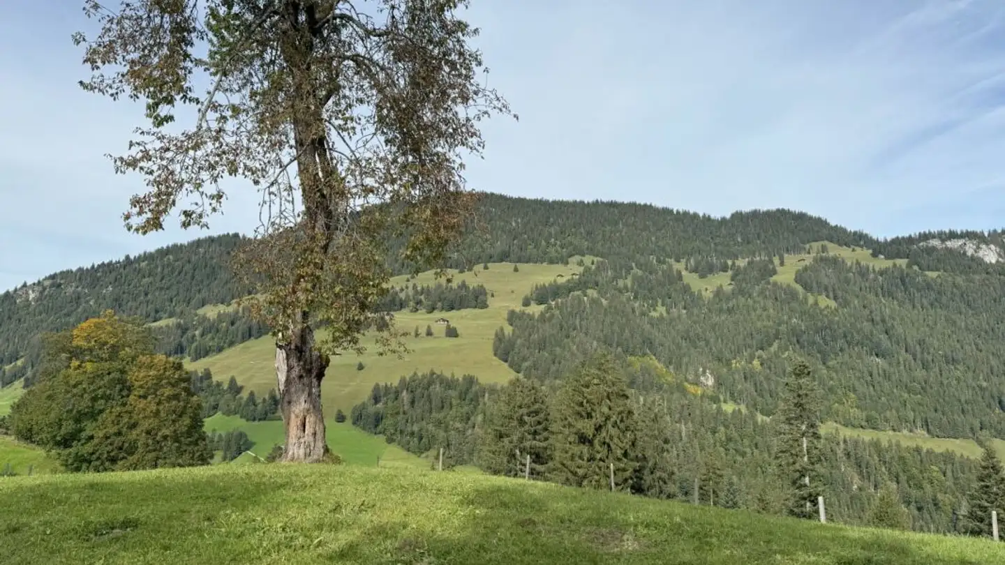 Terreno edificabile in vendita - Wyermattenstrasse 2, 3776 Oeschseite - Photo 3