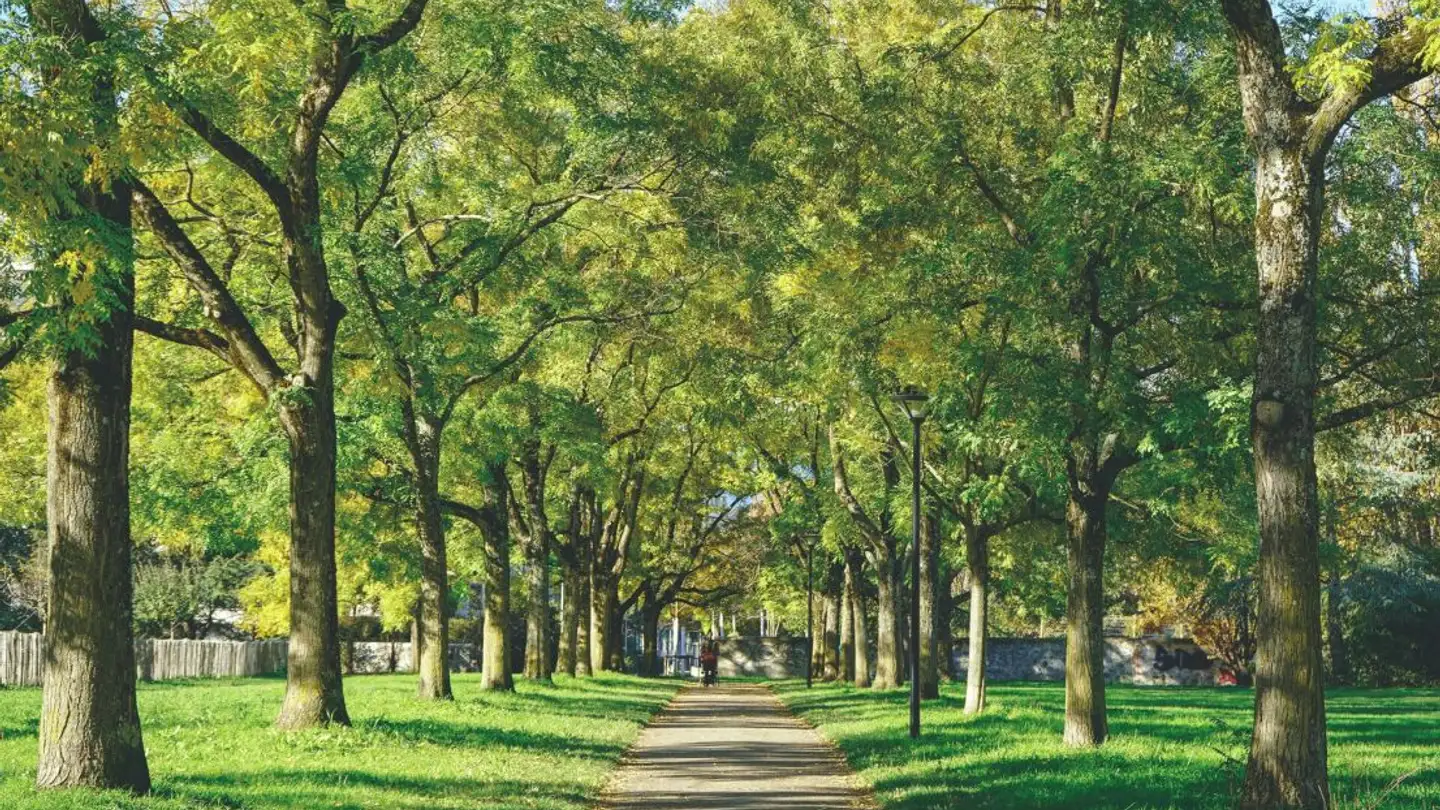 Appartement à louer - 1208 Genève