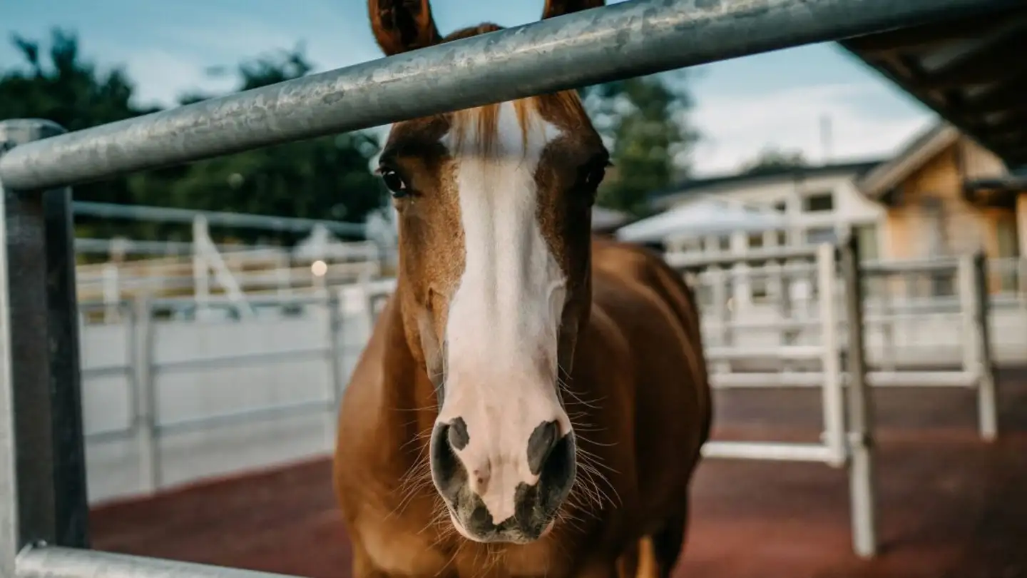 Horse box for sale - 4714 Aedermannsdorf