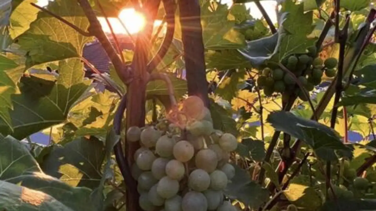 Row house for sale - 6030 Ebikon - Photo 4