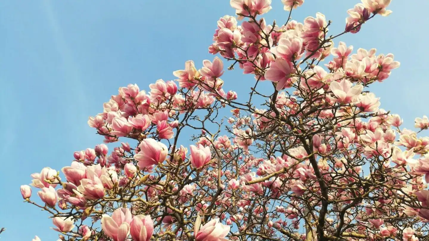Appartement à louer - 1231 Conches