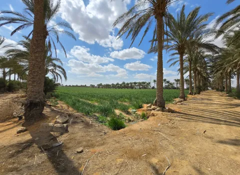 Opportunité foncière exceptionnelle et stratégique – New Zayed, Égypte