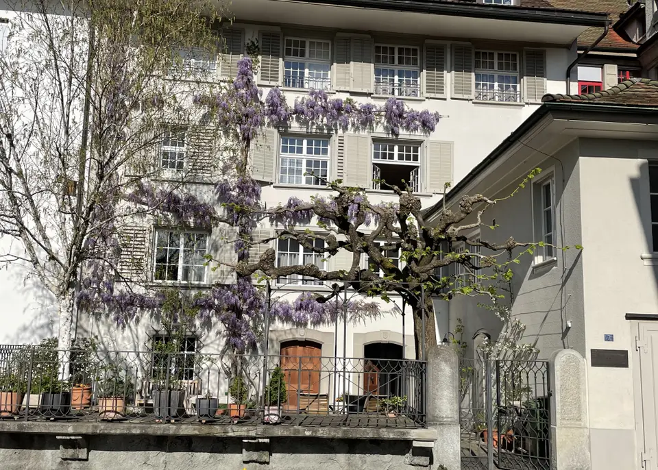 Fassade mit blühendem Baum und Balkonen im Vordergrund.