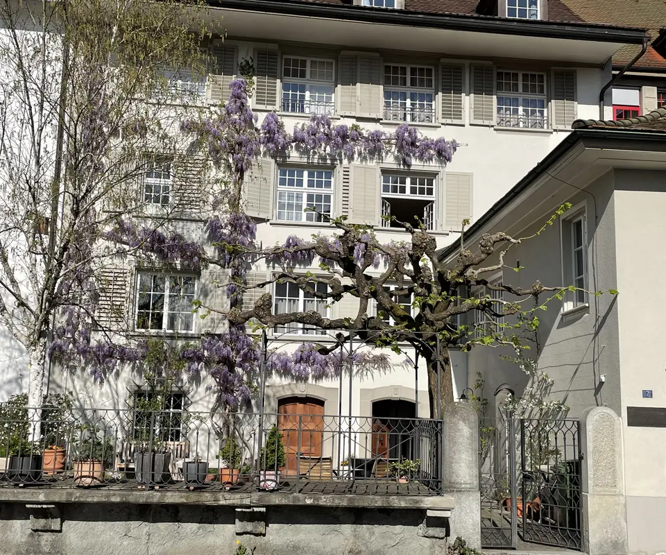 Fassade mit blühendem Baum und Balkonen im Vordergrund.