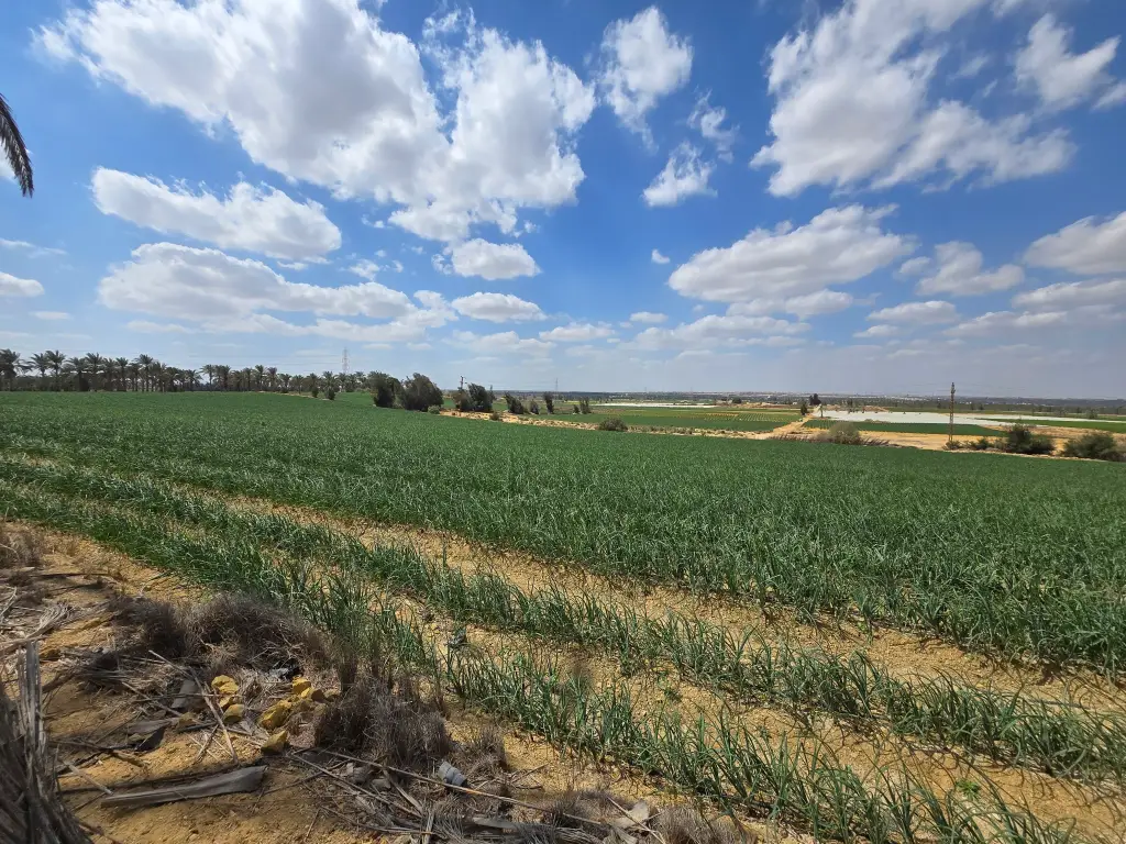 Opportunité foncière exceptionnelle et stratégique – New Zayed, Égypte