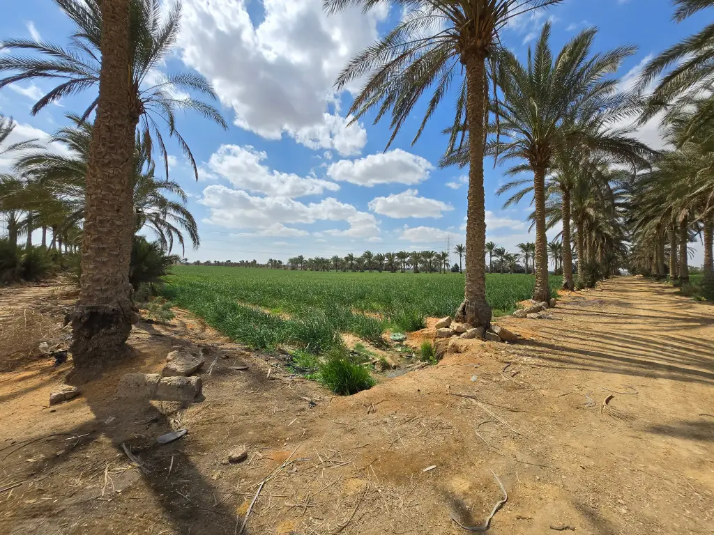 Opportunité foncière exceptionnelle et stratégique – New Zayed, Égypte