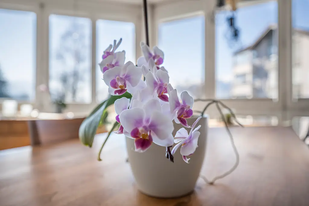 Gemütliche 4.5-Zimmer-Wohnung in Salez zu verkaufen